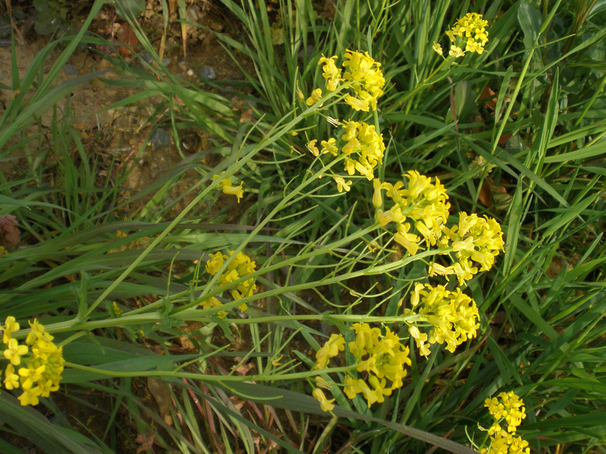 Brassica napus